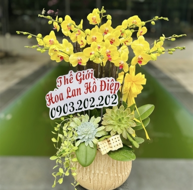 Khai Trương Đại Phát - 10 Cây