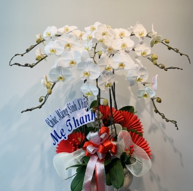 Hoa Trắng Chúc Mừng - 8 Cây