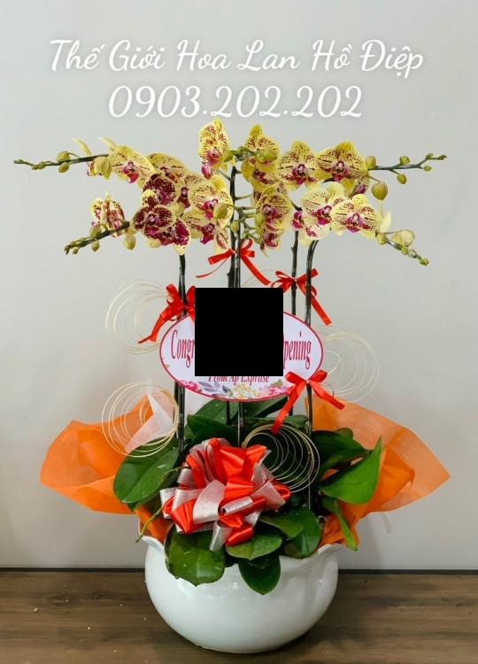 Lan hồ điệp vàng chấm 6 cành