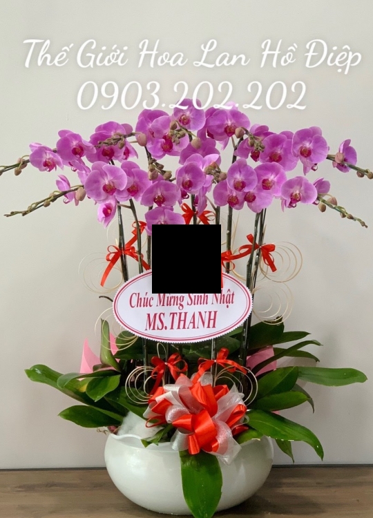 Lan hồ điệp hồng 10 cành