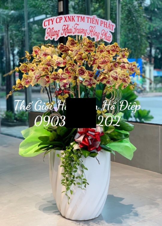 Lan hồ điệp vàng chấm 16 cành