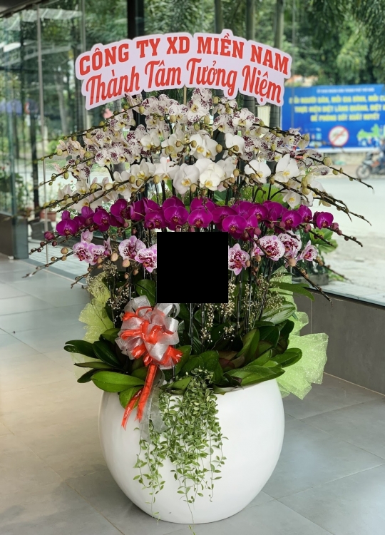 Lan hồ điệp 4 màu 45 cành