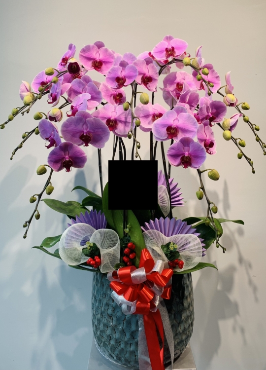 LHĐ Tết 02 9 Cây
