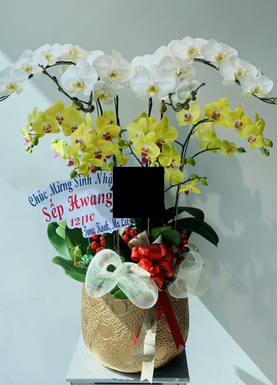 Trắng Vàng Sang Trọng-8 Cây