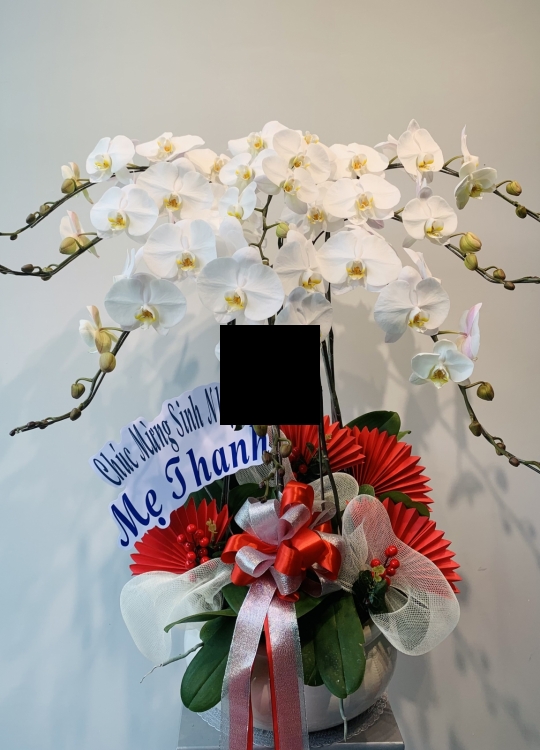 Trắng Sang Trọng - 8 Cây