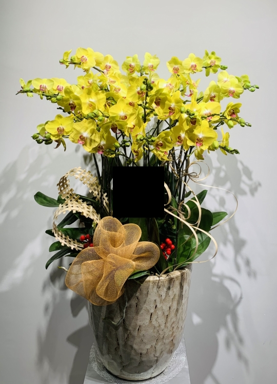 LHĐ TẾT01 12 Cây 1 Vòi
