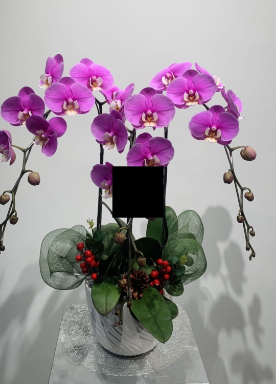 LHĐ Tết024 3 Cây