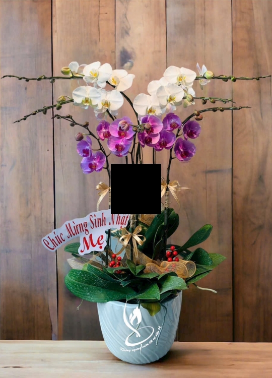 Sắc Hoa Mix-7 Cây