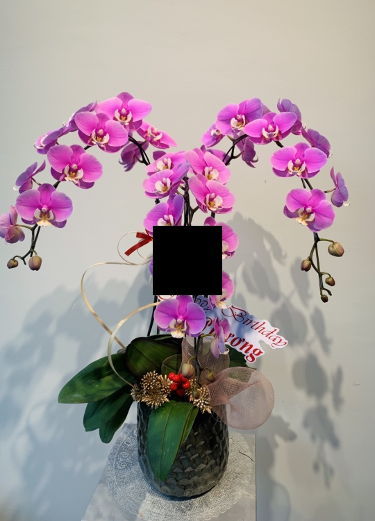 LHĐ Tết020 3 Cây