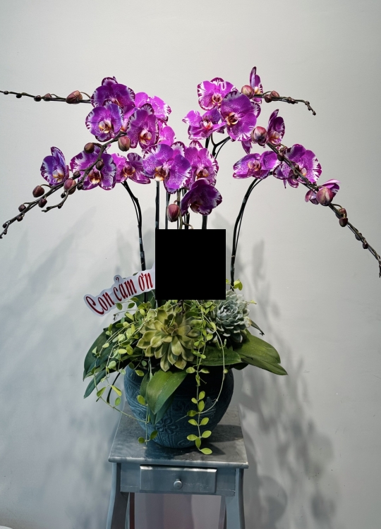 Đại Bảo Đồ-7 Cây
