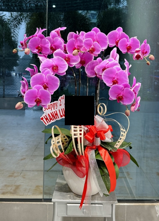 Khai Trương Hồng Phát-5 Cây