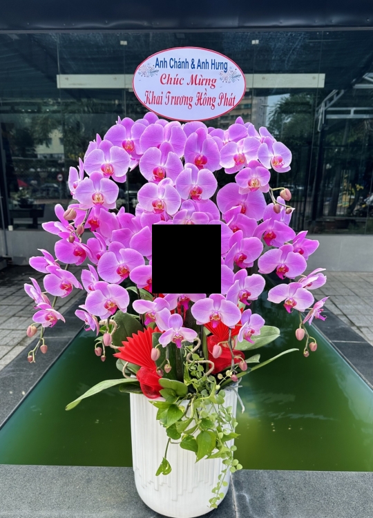 Sắc Hồng May Mắn- 8 Cây