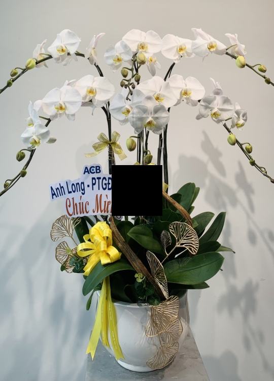 Hoa Chúc Mừng - 6 Cây