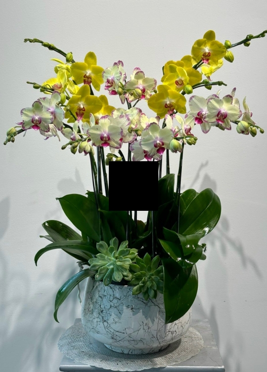 Hoa Tặng Mẹ - 5 cây (2V)