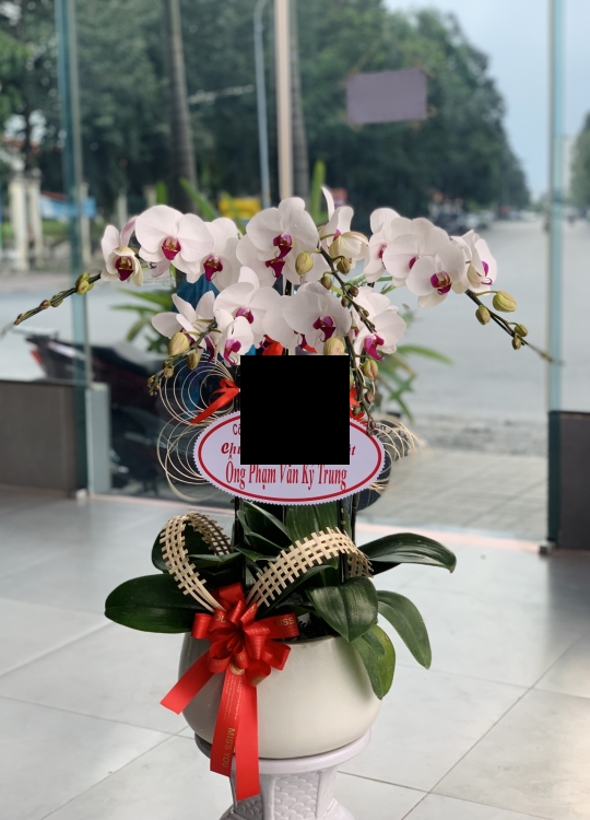 Trắng Nhụy Tím - 5 Cây