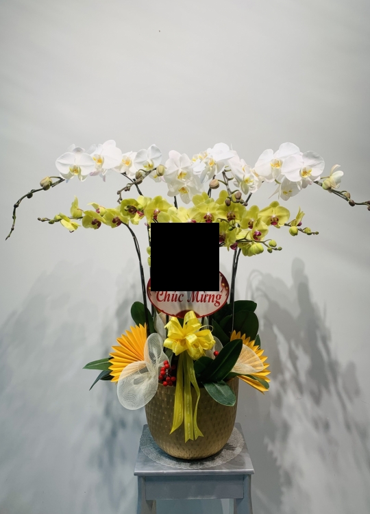 Trắng Vàng - 10 Cây