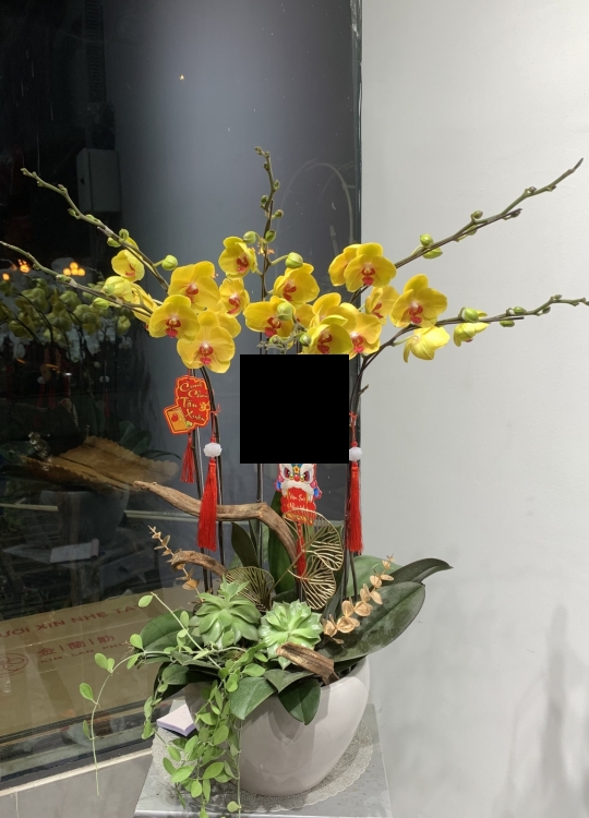Hoa vàng Tặng Cô - 6 Cây 