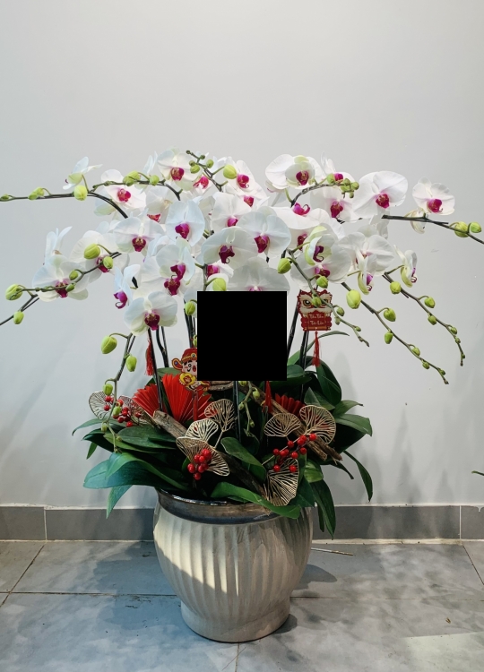 Trắng Nhụy Tím - 13 Cây