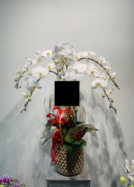 Sắc Trắng - 6 Cây