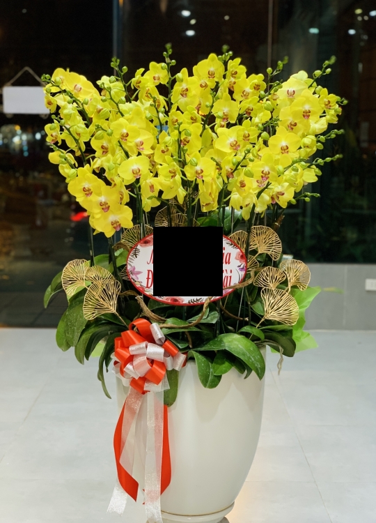 Lan Vàng Tân Gia - 20 Cây