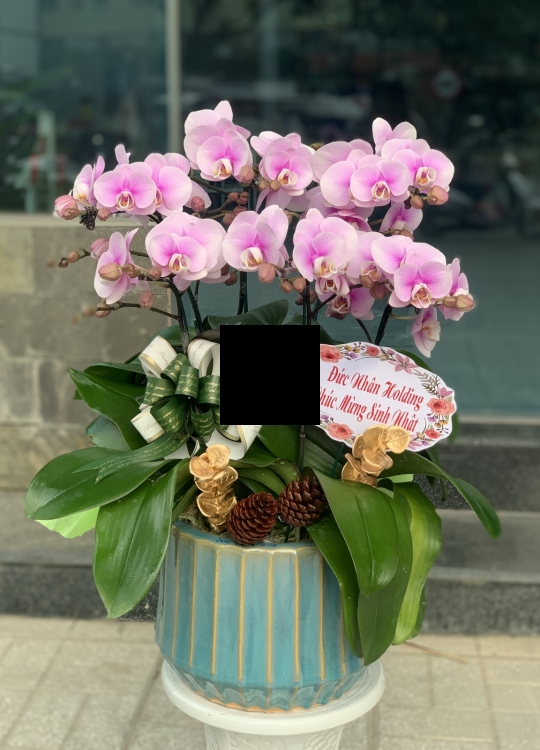 Hồng Lưu Luyến -6 Cây 