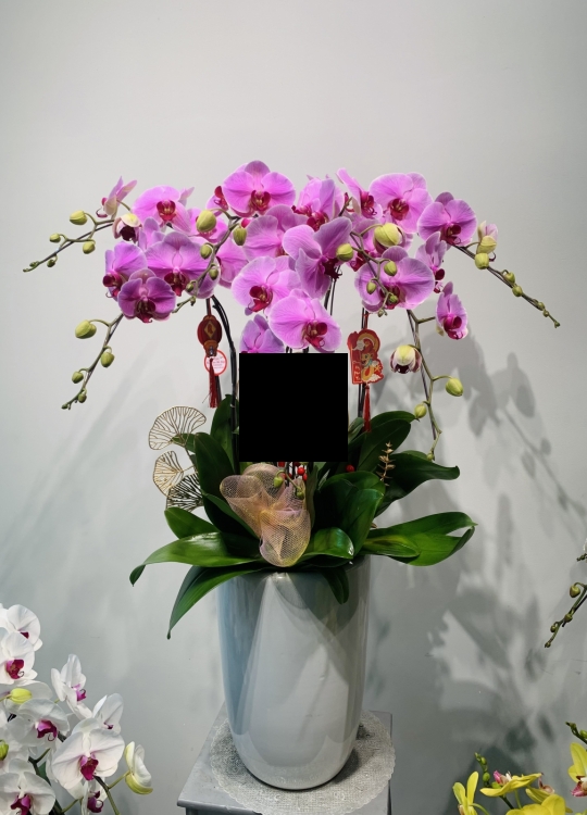 Hồng Mộng Mơ- 7 Cây