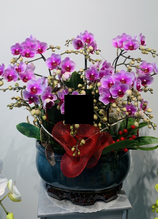 Mini Hồng - 10 Cây