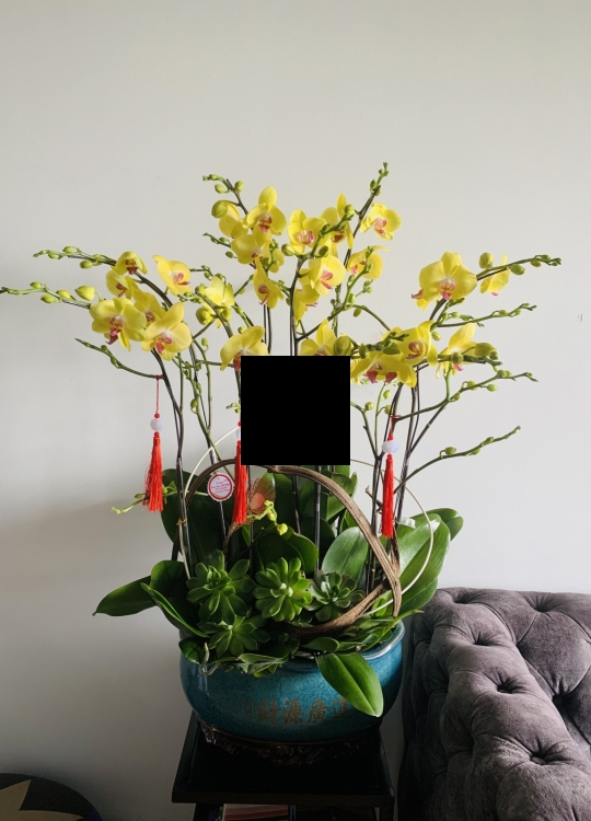 Sắc Vàng Yêu Thương - 10 Cây