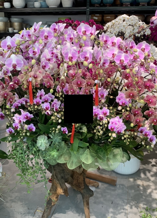 Lũa Chúc Mừng - 36 Cây
