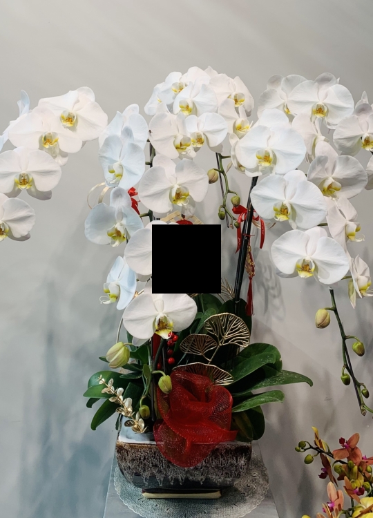 Sắc Trắng Tinh Khôi - 5 Cây