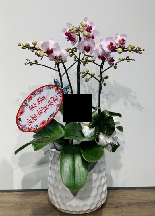Hoa Tặng Cô - 3 Cây