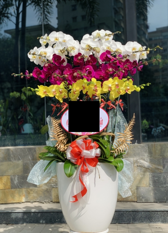 Hoa Tam Sắc  - 20 Cây