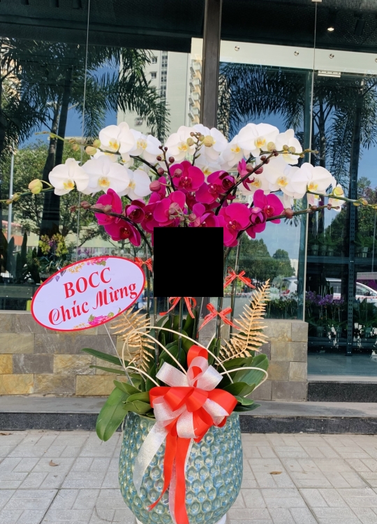 Lan Chúc Mừng- 10 Cây