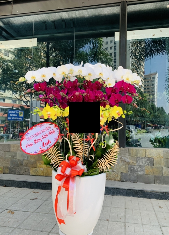 Hoa Đa Sắc - 20 Cây