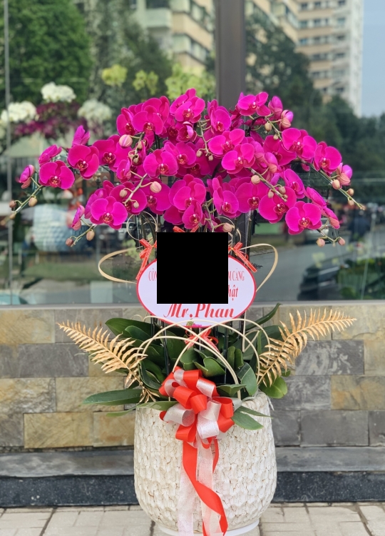 Tím Mộng Mơ - 10 Cây
