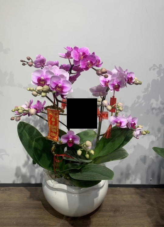 LHĐ Tết028 3 Cây 