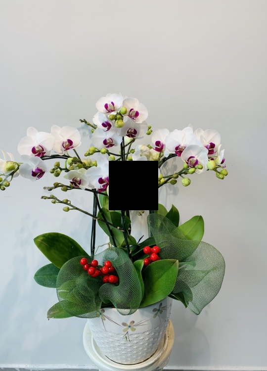 LHĐ Tết021 3 Cây
