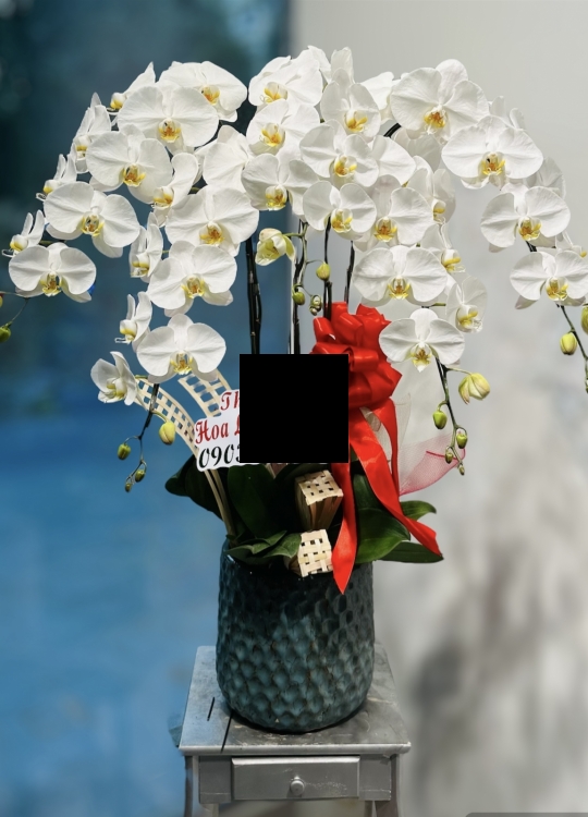 Sắc Hoa Khai Trương- 5 Cây