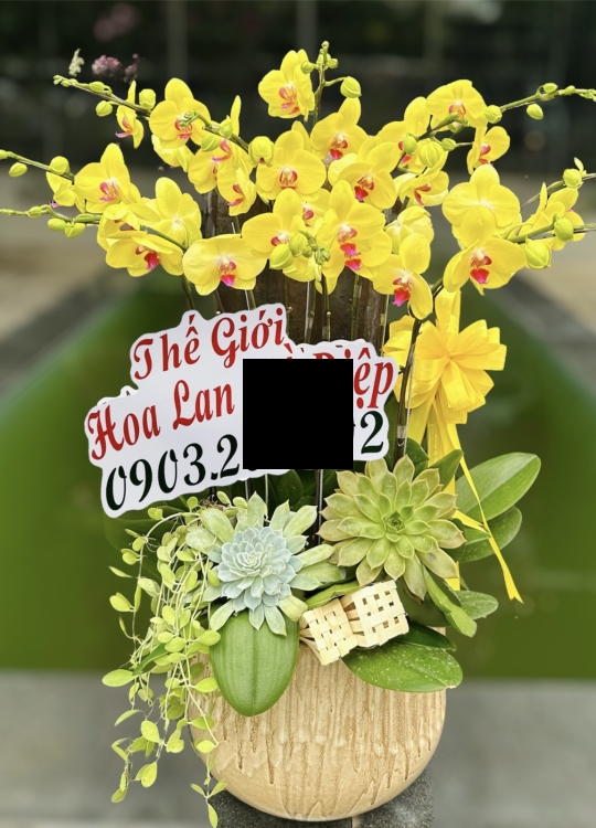 Khai Trương Đại Phát - 10 Cây