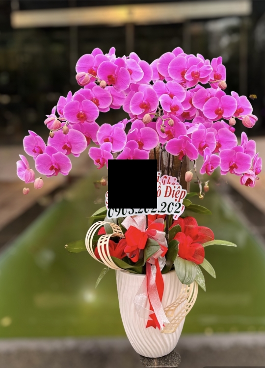 Sắc Hồng - 8 Cây