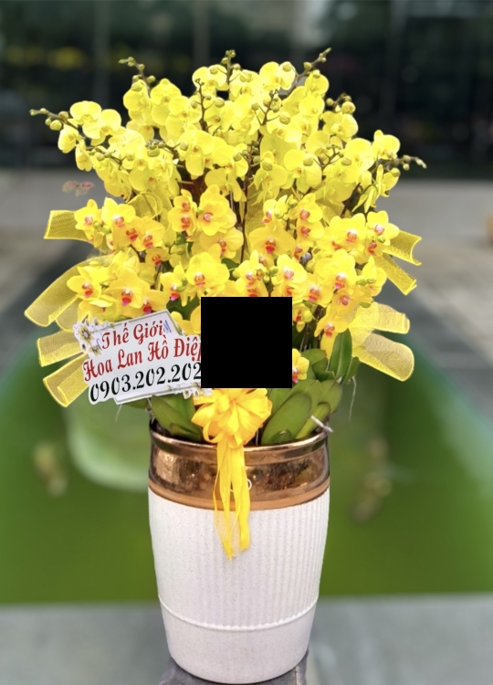 Đại Cát Đại Lợi-20 Cây